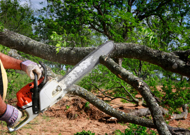 Best Stump Grinding and Removal  in Gra Forks Af, ND